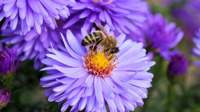 Garten gestalten: 5 Pflanzen für Bienen, Hummeln und Schmetterlinge