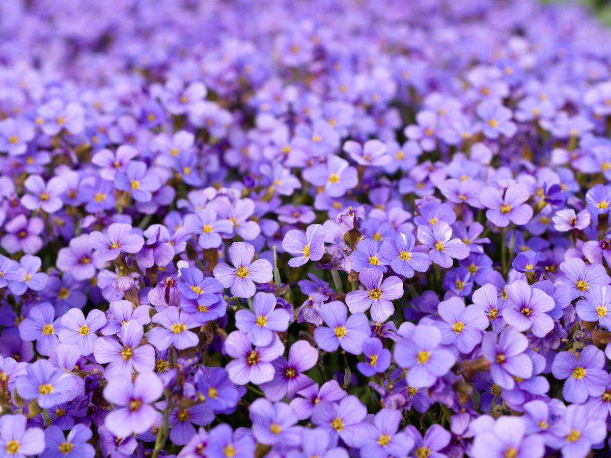 Blaukissen