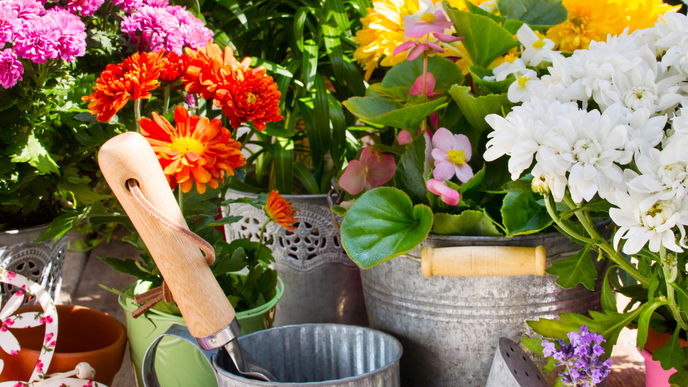 Besondere Duftpflanzen für den Garten