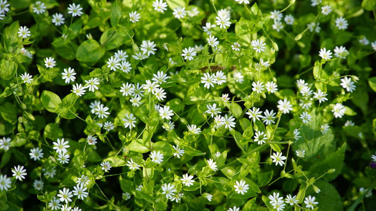 5 essbare Bodendecker für den Garten