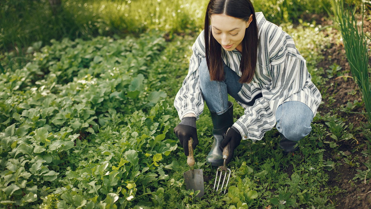 Was Sie aus Ihrem Garten entfernen sollten