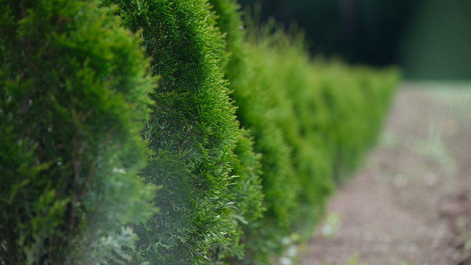 Unkraut unter Hecke entfernen: 5 hilfreiche Tipps