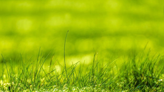 Moos im Rasen? Dieses simple Hausmittel hilft gegen das Unkraut
