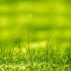 Moos im Rasen? Dieses simple Hausmittel hilft gegen das Unkraut