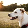 Getreidefreies Hundefutter: Die 3 beliebtesten Marken