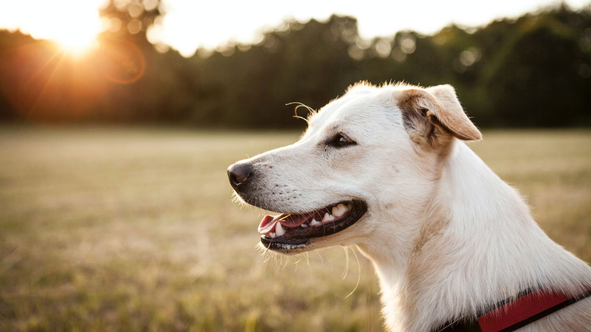 Getreidefreies Hundefutter: Die 3 beliebtesten Marken