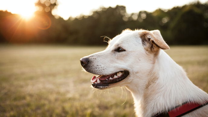 Getreidefreies Hundefutter: Die 3 beliebtesten Marken
