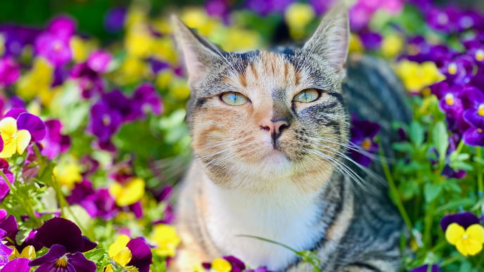 Die schönsten Pflanzen für den Katzengarten