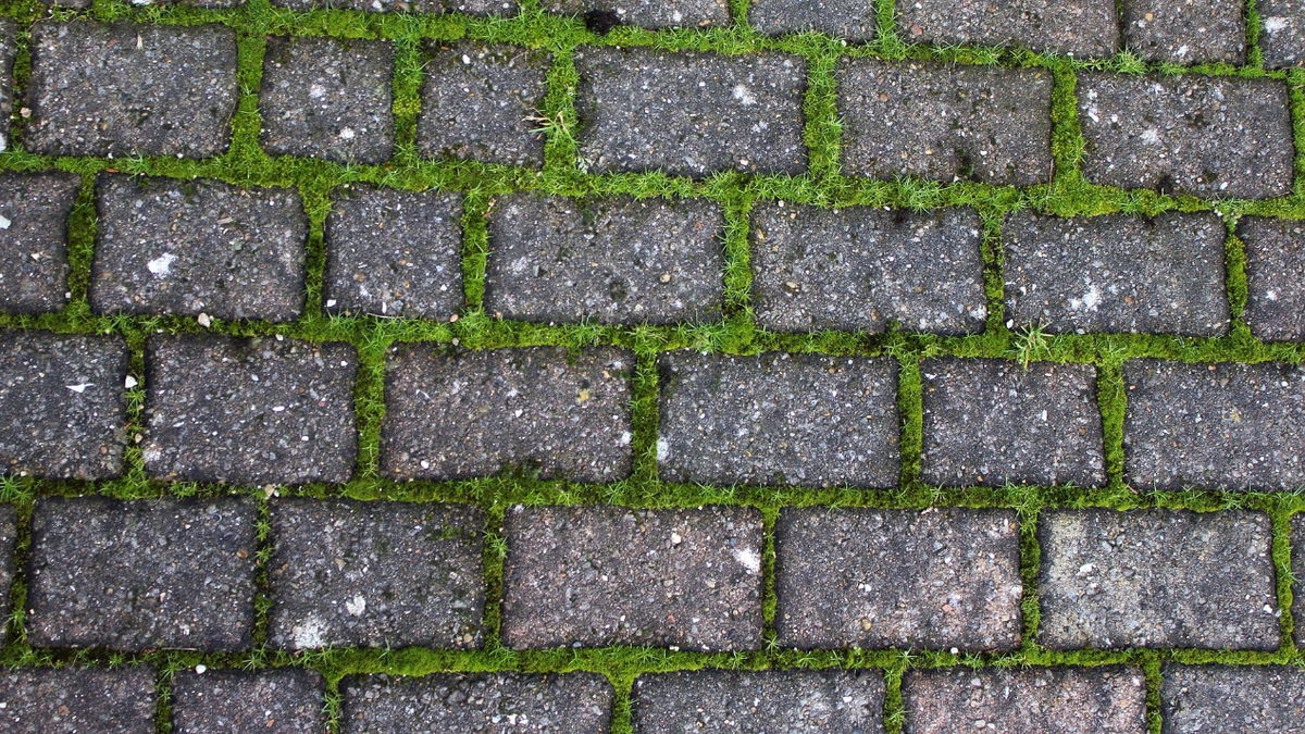 Unkraut zwischen Steinplatten entfernen: 4 effektive Methoden