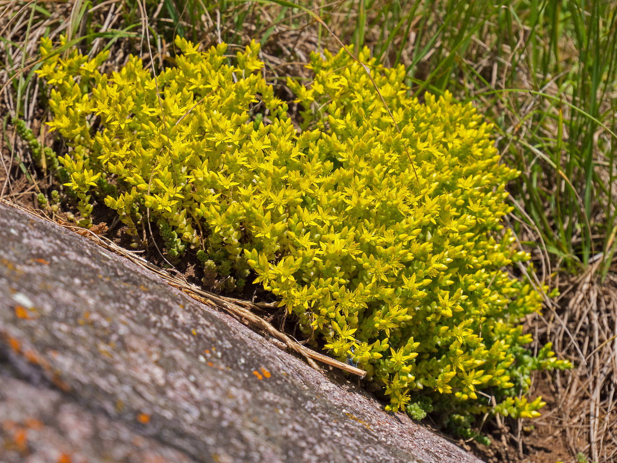 Scharfer Mauerpfeffer