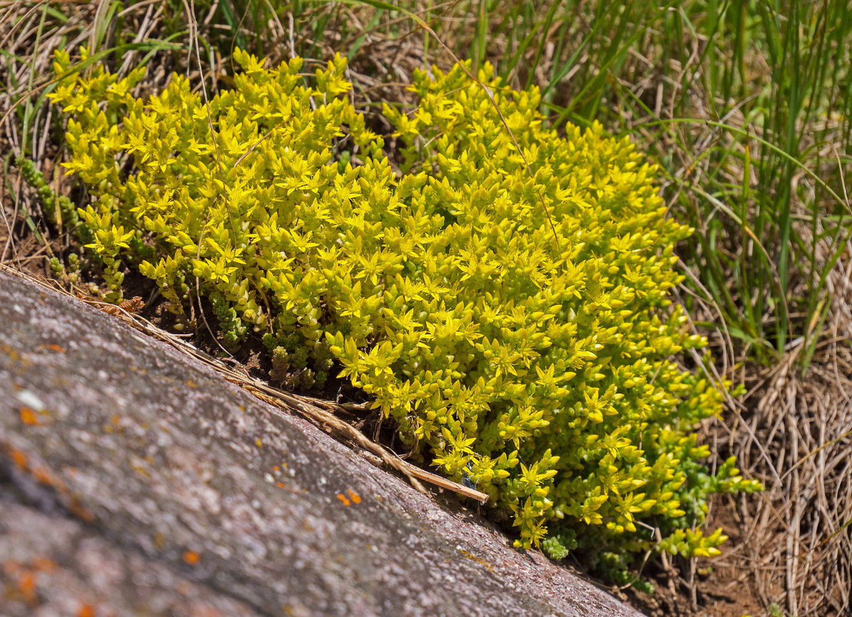 Scharfer Mauerpfeffer