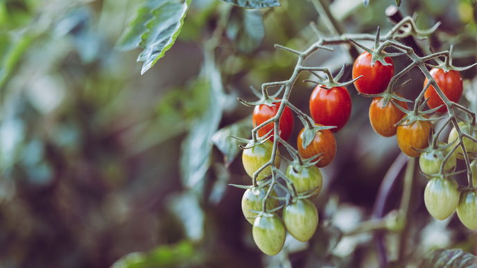 Die 3 häufigsten Tomaten-Krankheiten und was dagegen hilft