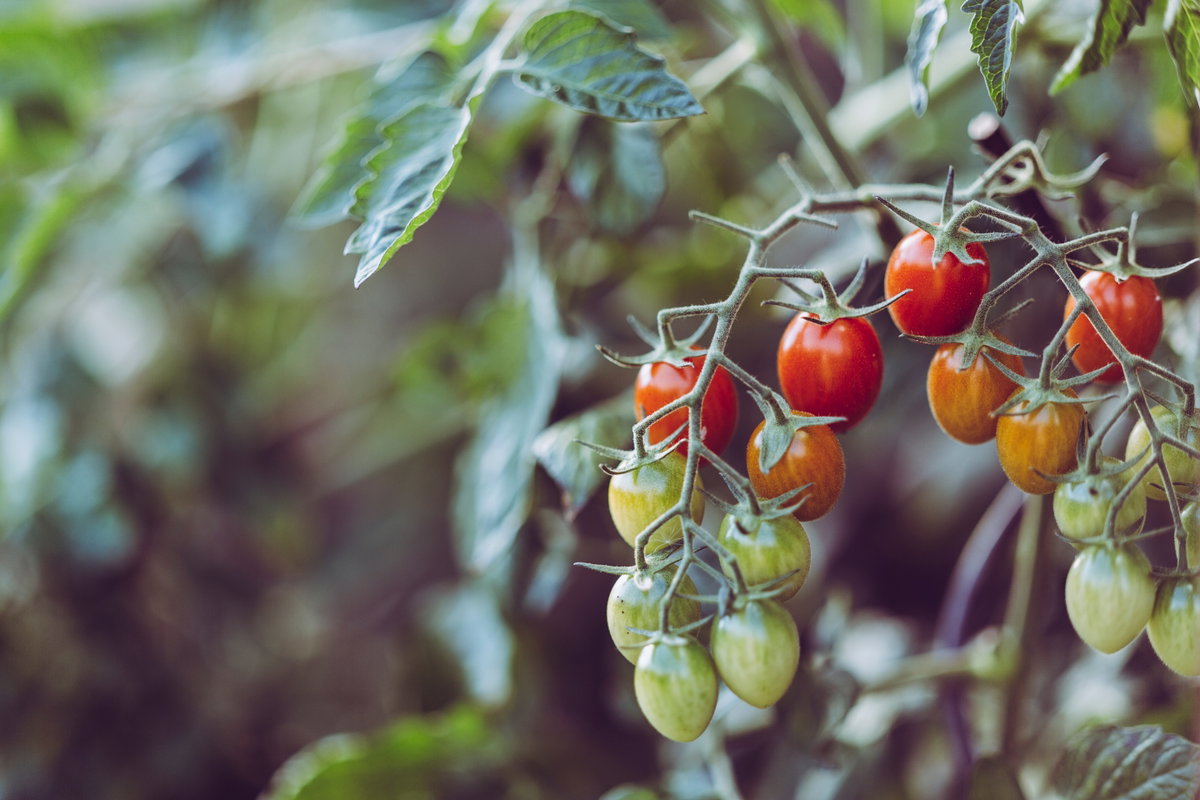 Tomaten