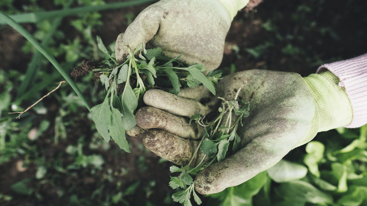 Frühjahrsputz 2023: 3 wichtige Tipps für den Garten