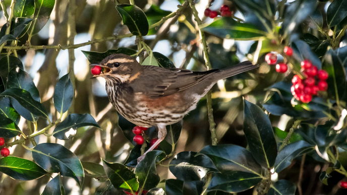 Garten im Frühling: Diese Hecken helfen Vögeln zu überleben