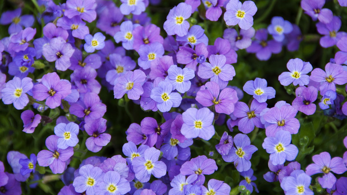 5 farbenfrohe Bodendecker für den Garten