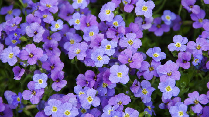 5 farbenfrohe Bodendecker für den Garten