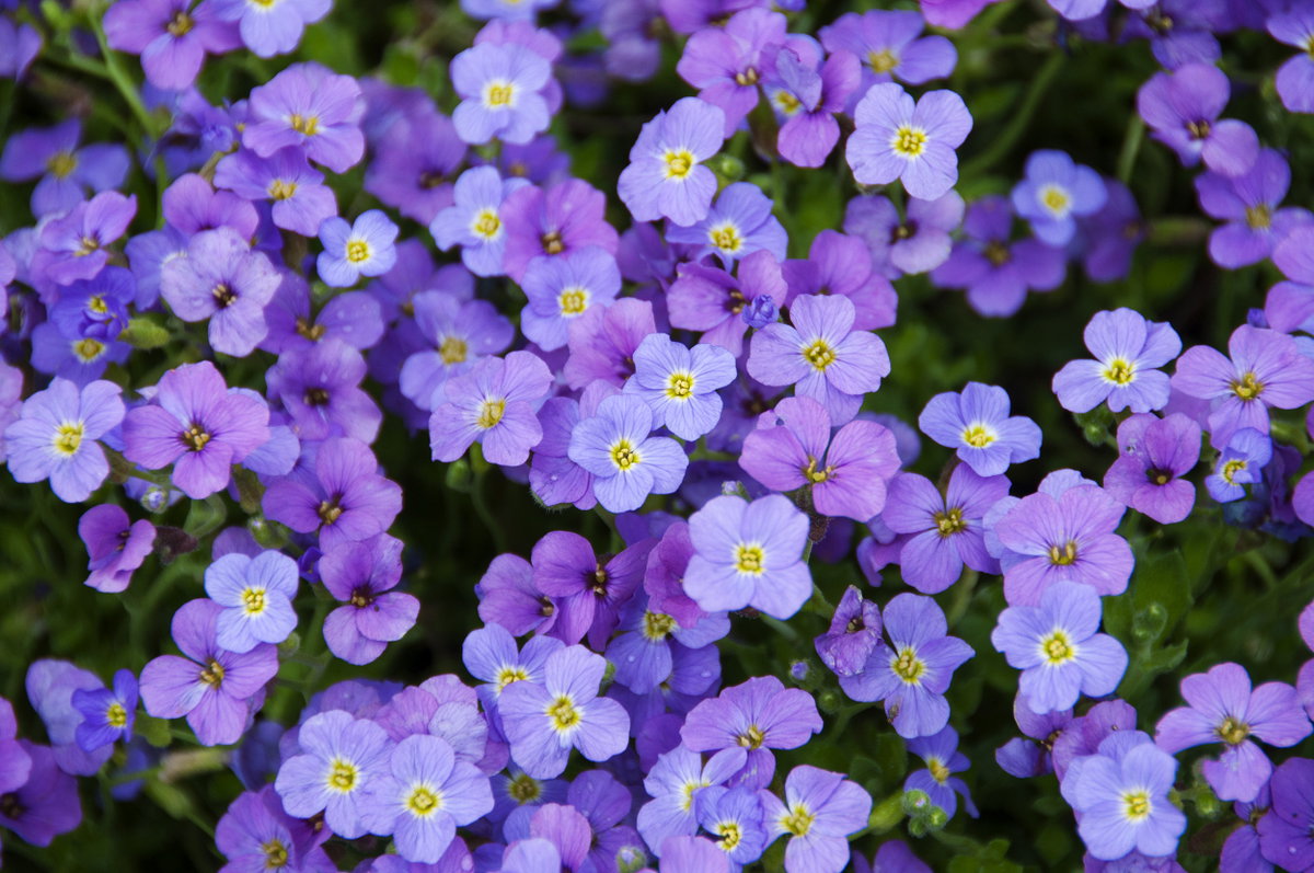Blaukissen