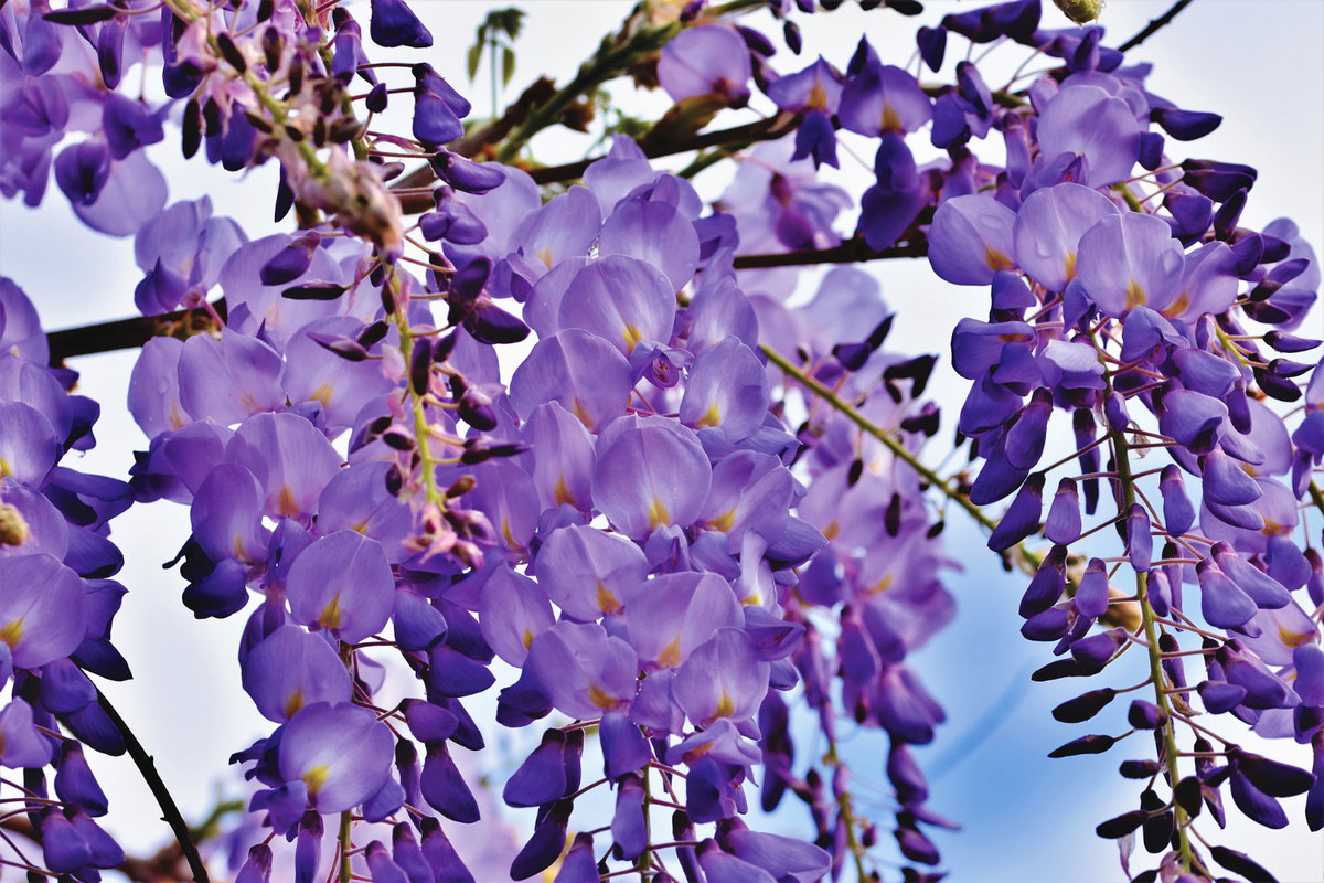 Blauregen (Wisterie) ist wirklich eine Augenweide, denn die Kletterpflanze verleiht jeder Hauswand, jeder Mauer und jedem Zaun im Garten sofort ein romantisches Flair. Noch dazu gehört die Pflanze zu den Bienennährgehölzen, die den Tieren jede Menge Nektar liefert.