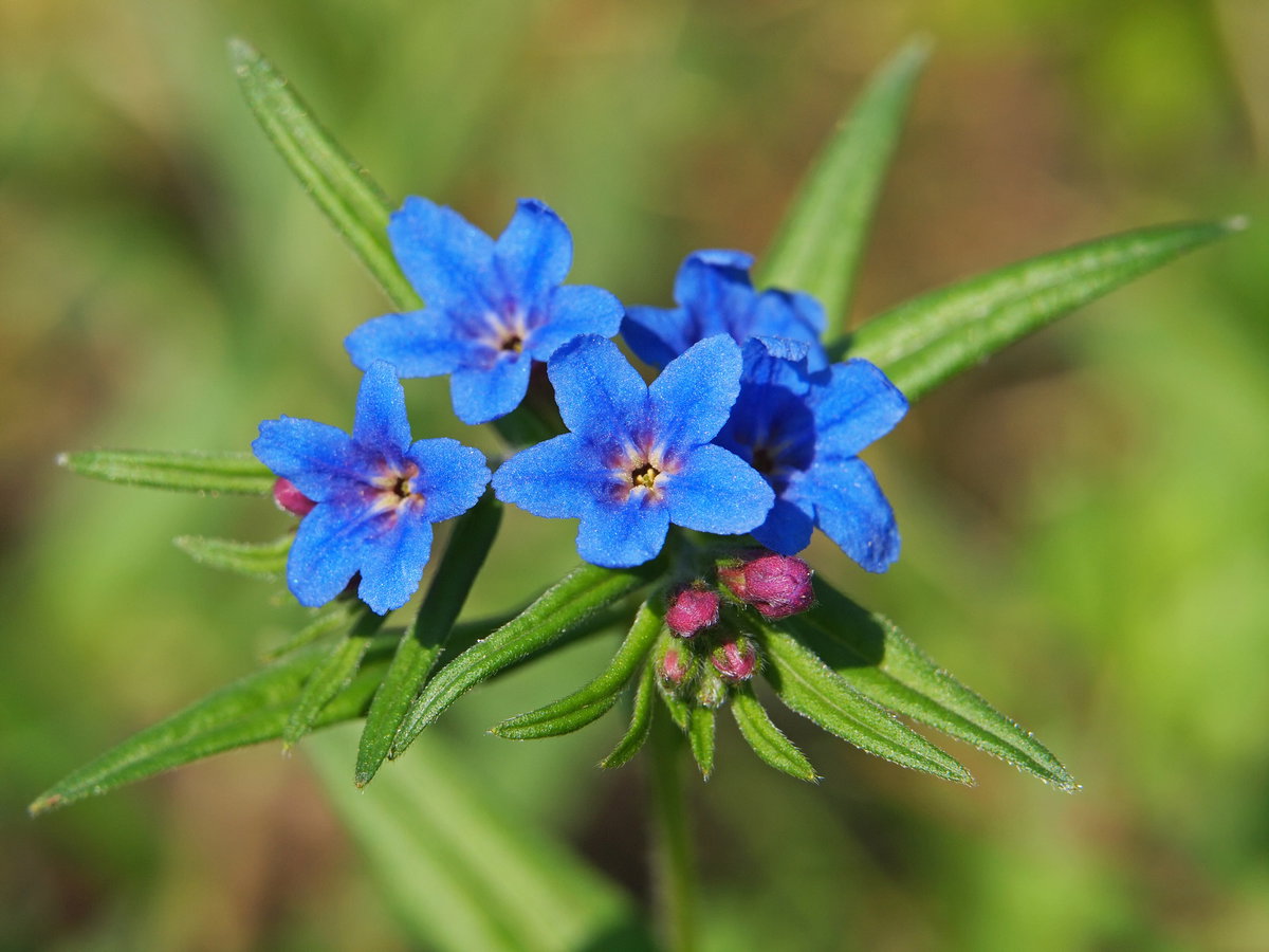 Blauroter Steinsame