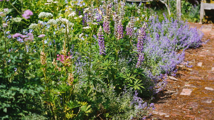 Garten im Frühling: Diese 5 Blumen schützen vor Schädlingen 