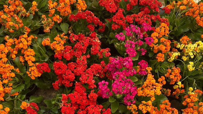 Garten im Frühling: Diese Farben sorgen für ein stimmiges Beet