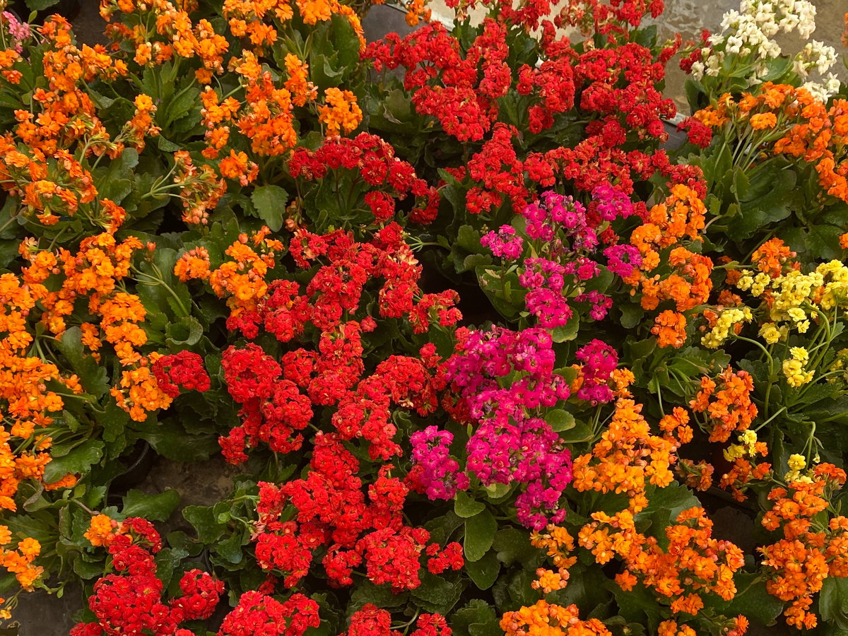 Blumenbeet
