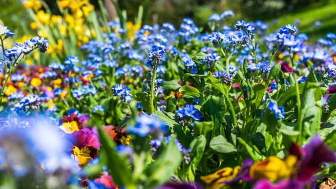 Garten im Frühling: Diese 5 Tricks sorgen für ein immerblühendes Beet