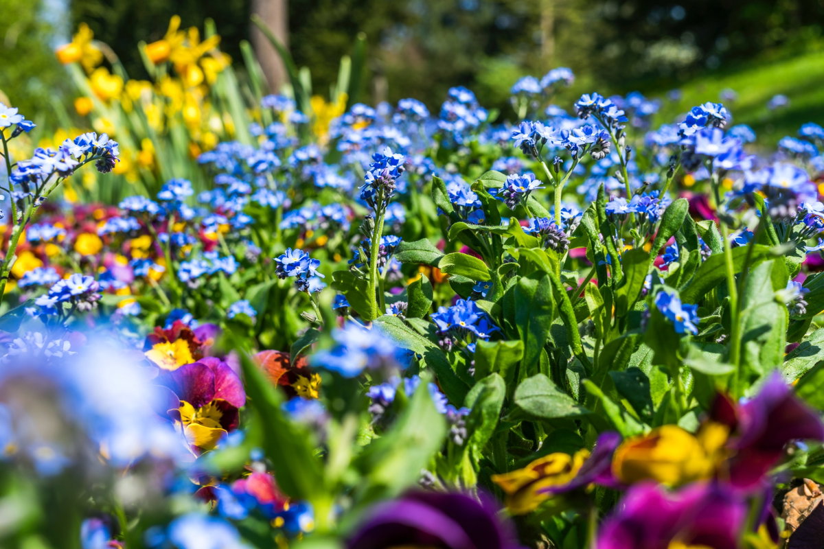 Blumenmeer