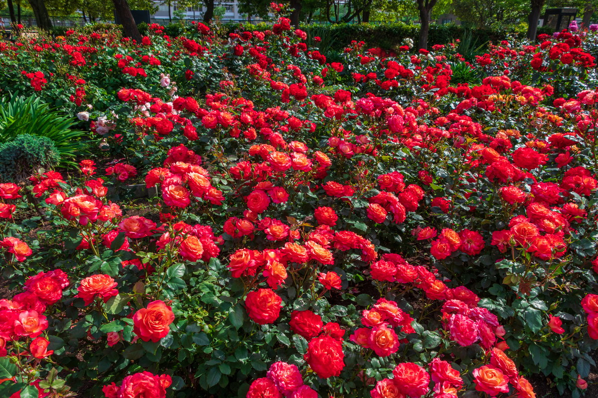 Bodendeckerrosen
