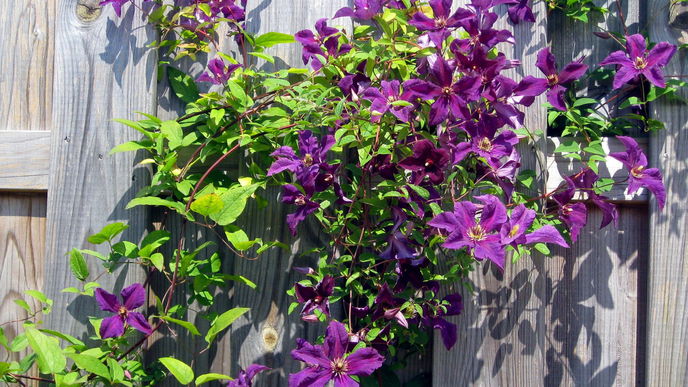 4 häufige Fehler bei der Pflege von Clematis