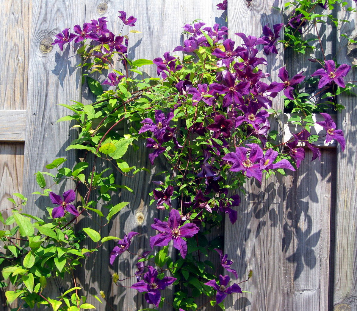Clematis