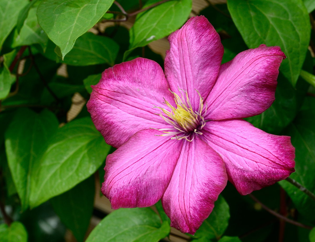 Die hübschen großen Blüten der Waldrebe (Clematis) sind super beliebt bei Bienen. Viele Sorten sind perfekt als Bienenweide geeignet. Tipp: Setzen Sie auf eine herbstblühende Sorte, denn damit helfen Sie den Insekten, auch zu dieser Jahreszeit noch ausreichend Futter zu finden.