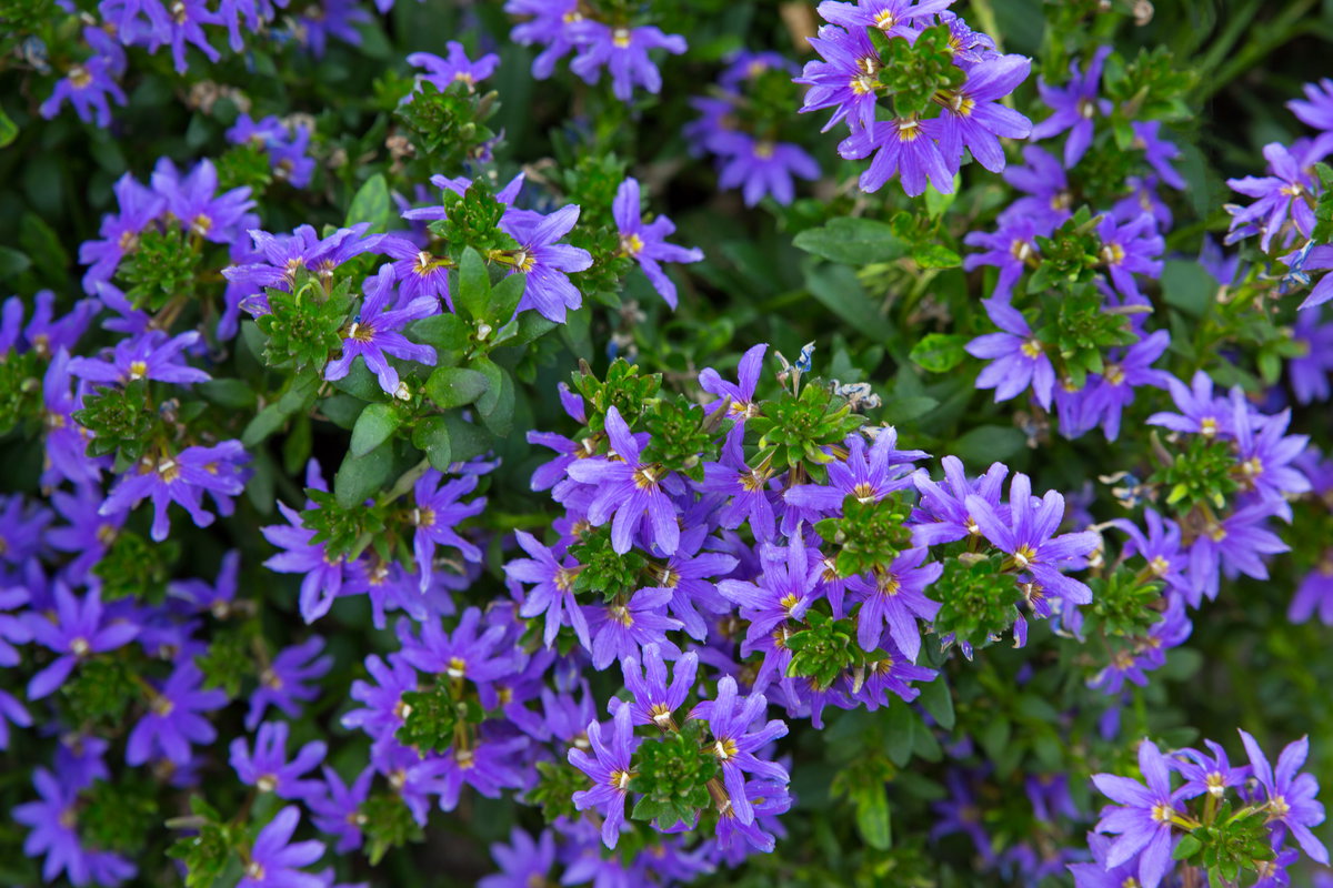 Fächerblume