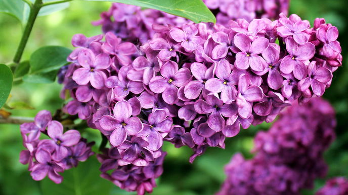 Aufgepasst bei der Bepflanzung: Diese 7 Blumen sind für Bienen leider absolut nutzlos