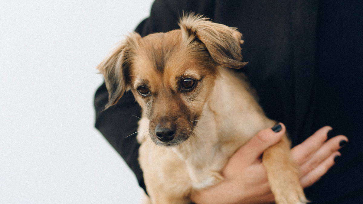 Psychologie: 5 Dinge, die wir von Hunden lernen können