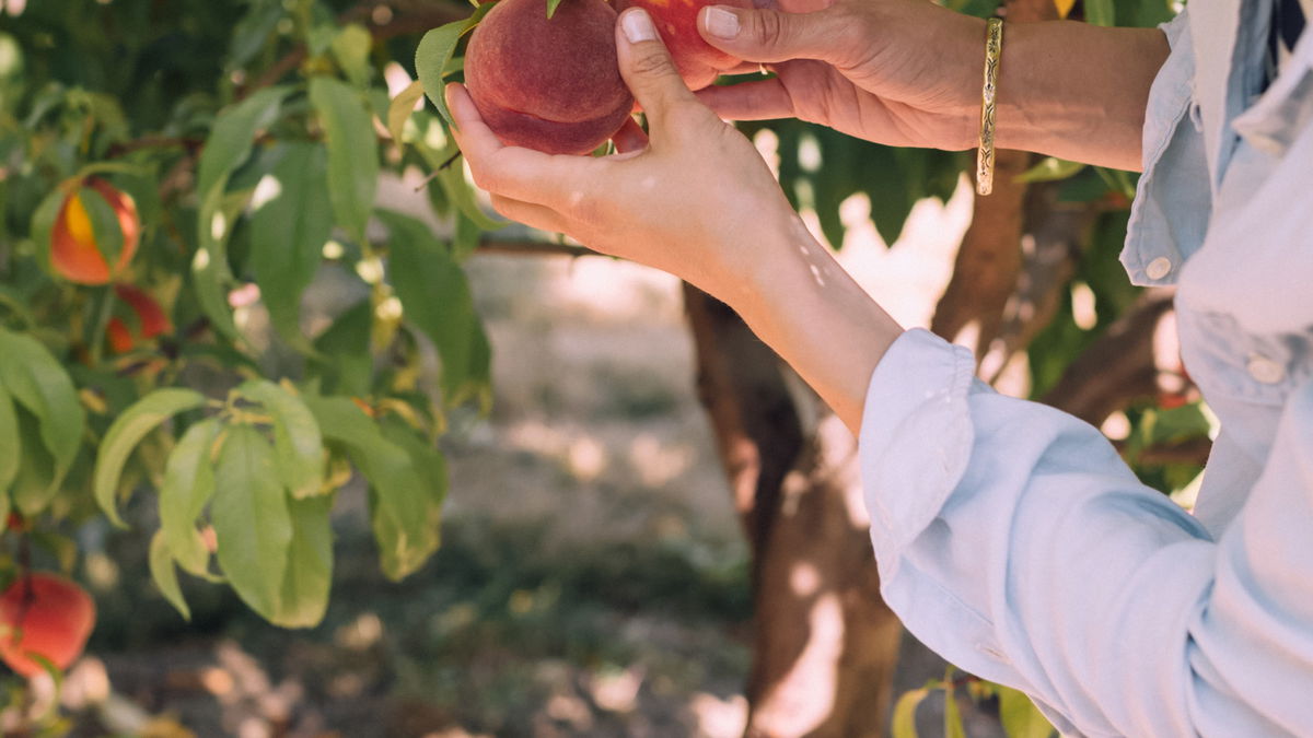 Günstig gärtnern: 5 Bäume, die besonders schnell Früchte tragen