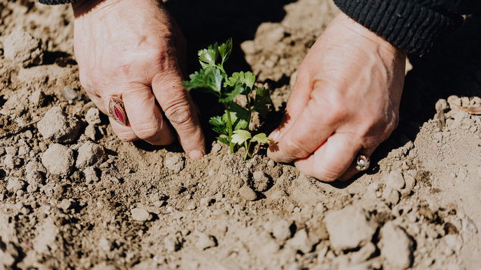 Bodenverbesserung: 5 günstige Hausmittel für den Garten