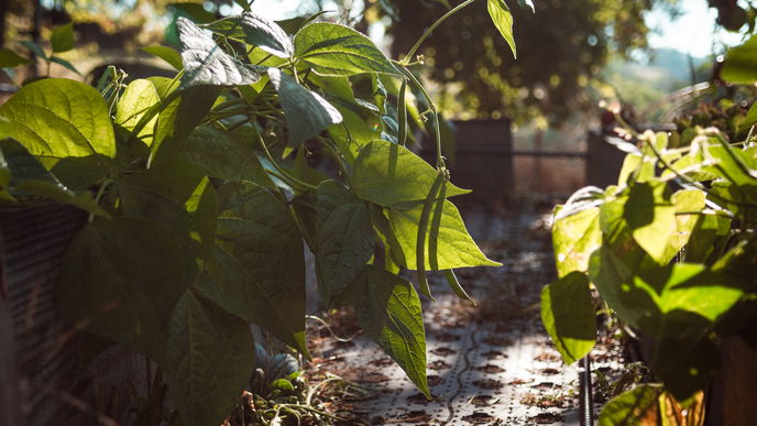Garten gestalten: Diese Pflanzen sind schlechte Nachbarn im Beet 