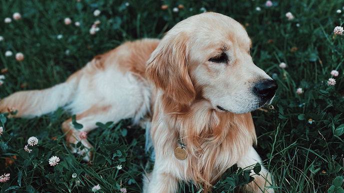 Garten gestalten: 3 Pflanzen, die für Hunde ungiftig sind