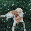 Garten gestalten: 3 Pflanzen, die für Hunde ungiftig sind