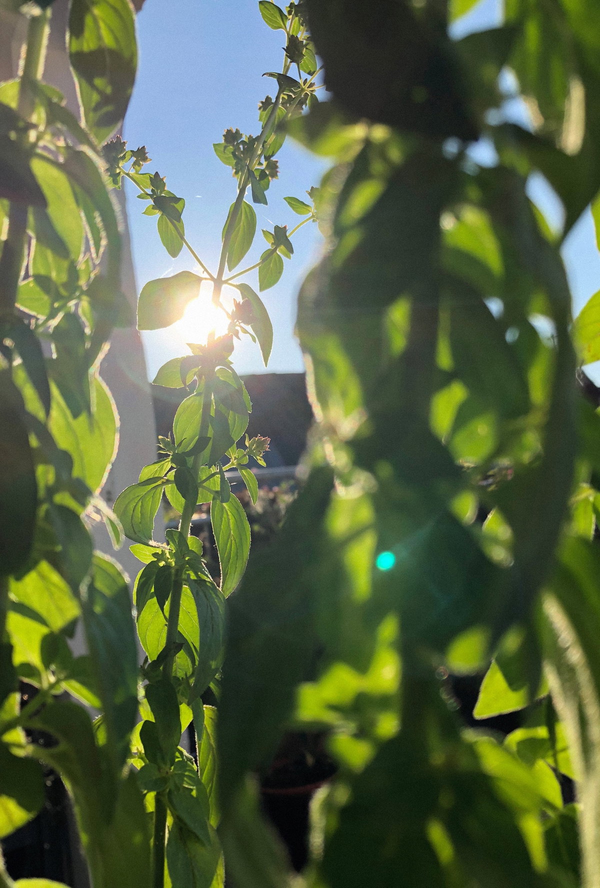 Kräuter in der Sonne
