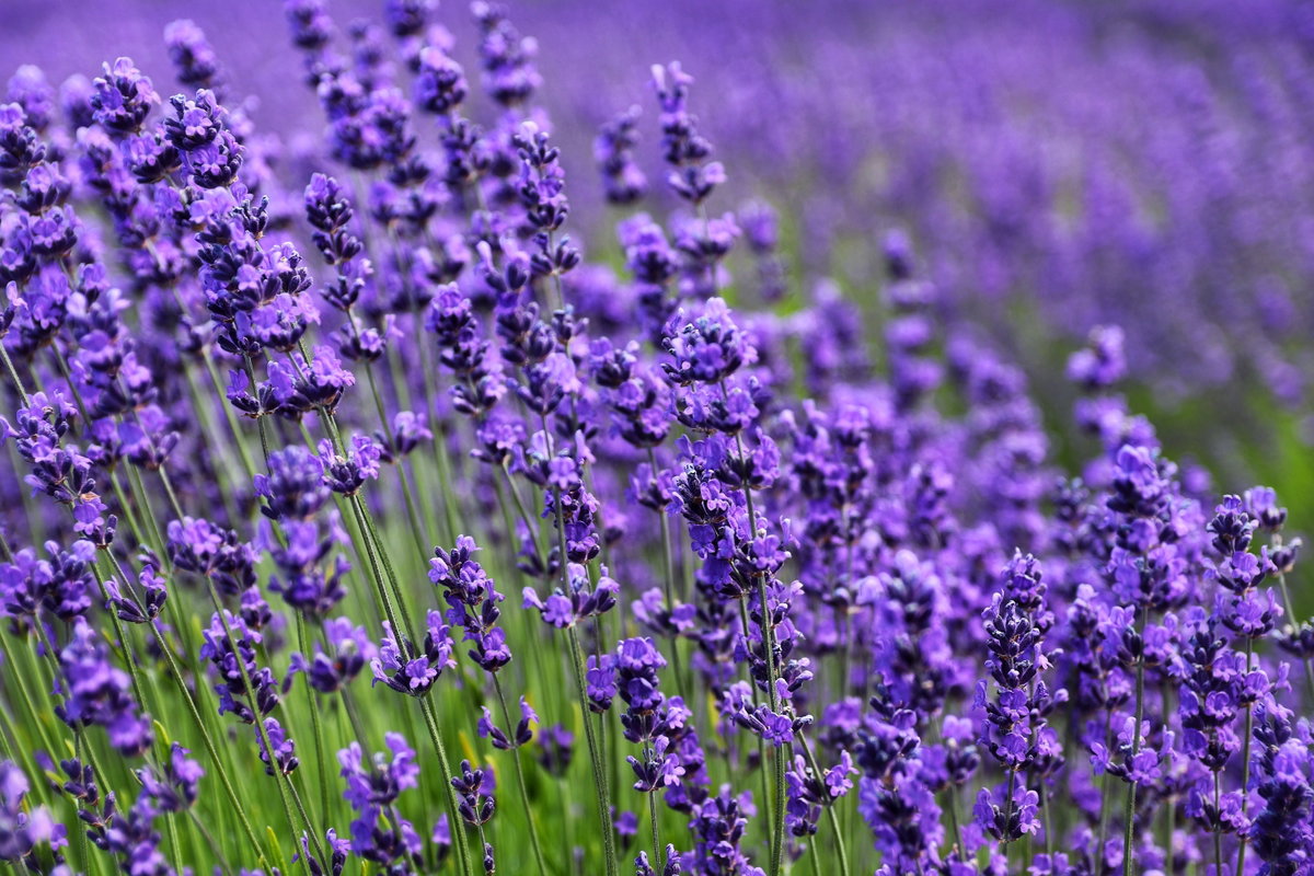 Lavendel