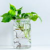 Zimmerpflanzen im Wasser halten: 4 pflegeleichte Exemplare