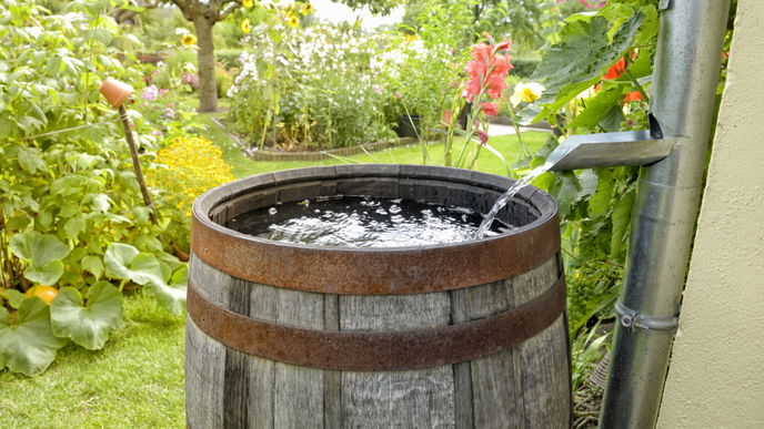 Wasser sparen: 6 Tipps für eine Regentonne im Garten
