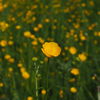 Achtung: Diese 5 beliebten Blumen sind überraschend giftig