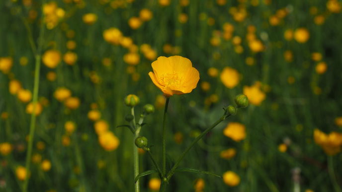 Achtung: Diese 5 beliebten Blumen sind überraschend giftig
