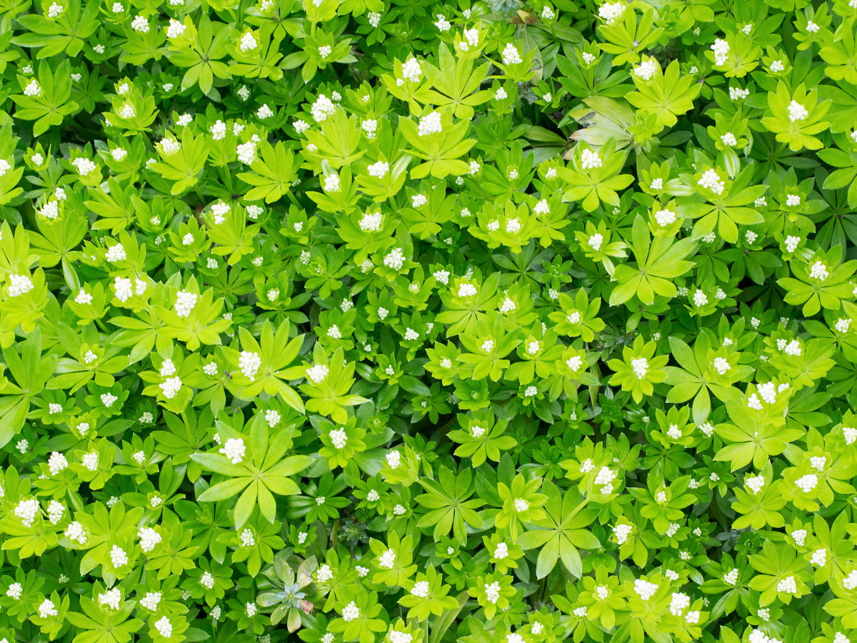 Waldmeister Pflanze