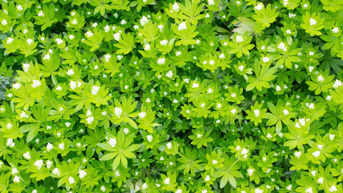 Waldmeister pflanzen: Die besten Tipps und Tricks