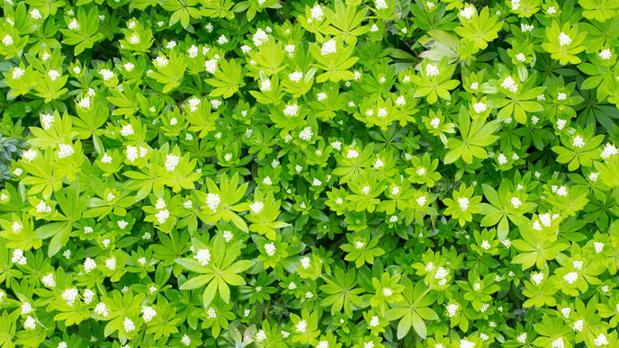 Waldmeister pflanzen: Die besten Tipps und Tricks